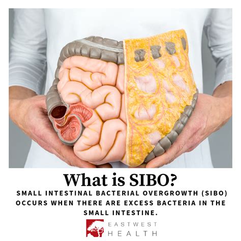 What are the symptoms of <b>SIBO</b>? Common symptoms of <b>SIBO</b> include:. . Sibo for years reddit